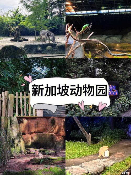 动物乐园下载官方版本_动物乐园手机版安卓苹果下载 动物乐园下载官方版本_动物乐园手机版安卓苹果下载