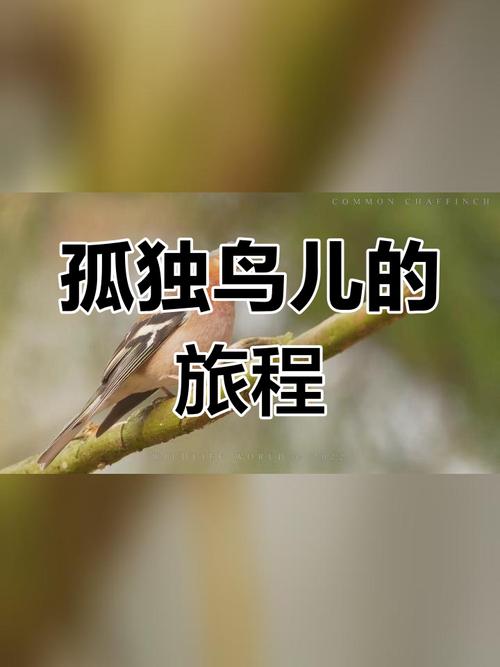 孤独的鸟儿游戏下载官方版本_孤独的鸟儿手机版安卓苹果下载 孤独的鸟儿游戏下载官方版本_孤独的鸟儿手机版安卓苹果下载
