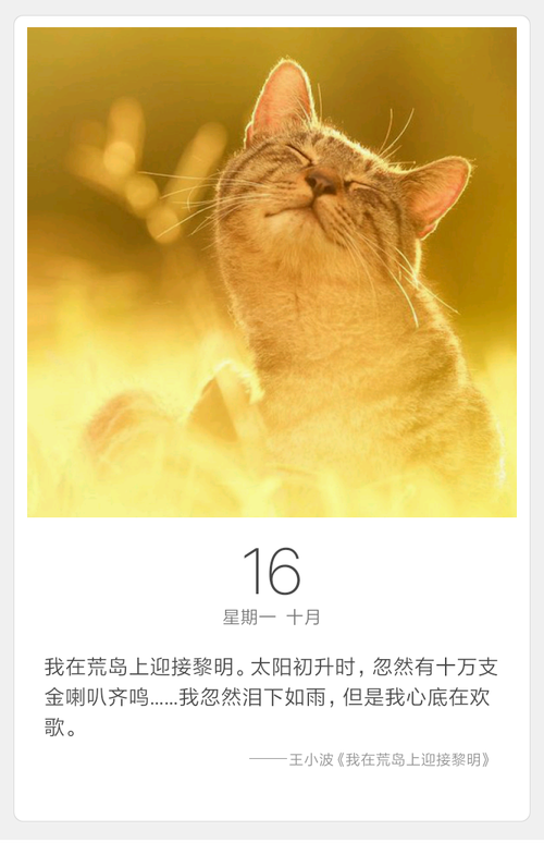 一日猫下载安卓版_官方手机app下载_一日猫电脑PC端最新版本