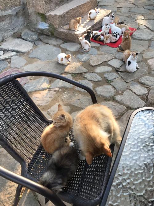 猫村官方app下载_猫村安卓版手机客户端_猫村电脑客户端最新版 猫村官方app下载_猫村安卓版手机客户端_猫村电脑客户端最新版