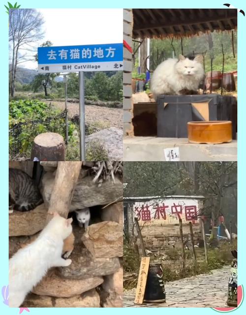 猫村官方app下载_猫村安卓版手机客户端_猫村电脑客户端最新版 猫村官方app下载_猫村安卓版手机客户端_猫村电脑客户端最新版