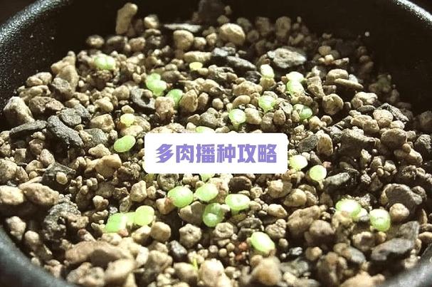 下界疣最全游戏攻略解说_下界疣最新游戏技巧通关
