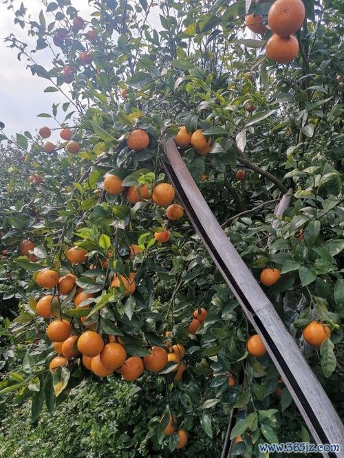 云上果园软件下载安卓版_官方手机app下载_云上果园电脑PC端最新版本 云上果园软件下载安卓版_官方手机app下载_云上果园电脑PC端最新版本