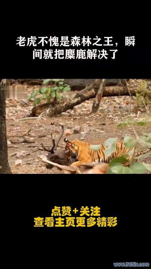 麋鹿大战老虎手游下载_麋鹿大战老虎官网下载_手机安卓苹果app 麋鹿大战老虎手游下载_麋鹿大战老虎官网下载_手机安卓苹果app