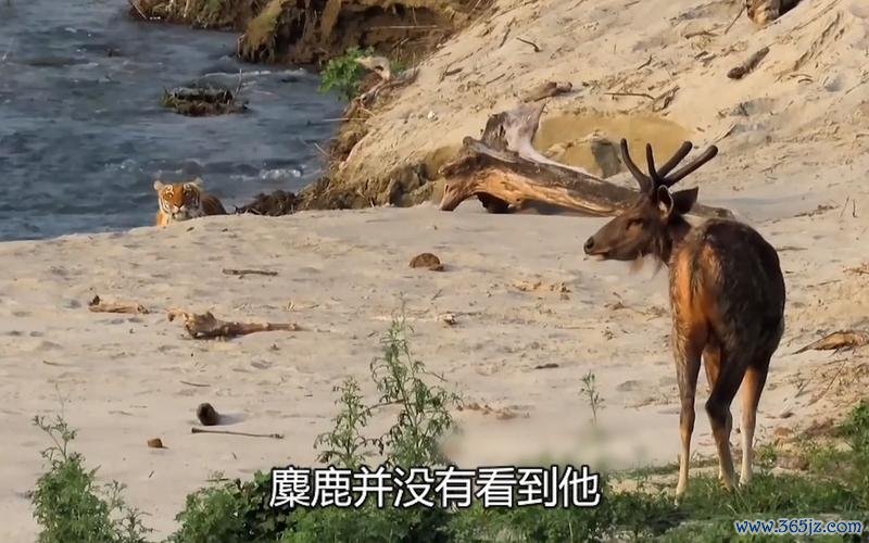 麋鹿大战老虎手游下载_麋鹿大战老虎官网下载_手机安卓苹果app 麋鹿大战老虎手游下载_麋鹿大战老虎官网下载_手机安卓苹果app
