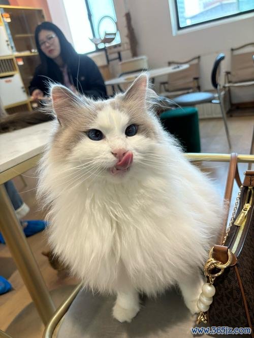 猫咪街区下载安卓版_官方手机app下载_猫咪街区电脑PC端最新版本 猫咪街区下载安卓版_官方手机app下载_猫咪街区电脑PC端最新版本