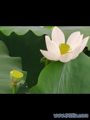 善良品软件下载安卓版_官方手机app下载_善良品软件电脑PC端最新版本 善良品软件下载安卓版_官方手机app下载_善良品软件电脑PC端最新版本